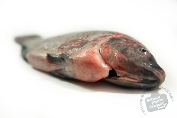 tilapia, gutted scaled fish, fresh water fish, prepared fish, seafood, free stock photo, picture, free images download, stock photography, royalty-free image