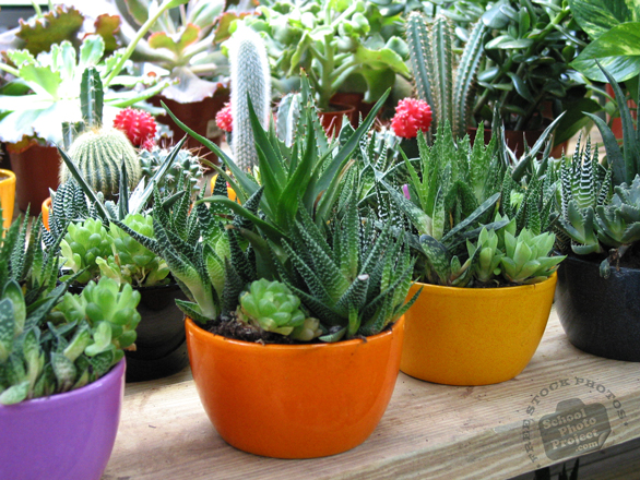 decorative cactus, cactus plant photo, cactus in pots picture, free stock photos, free pictures, free images download, stock photography, royalty-free image