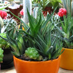 cactus, cactus photo, cactus picture, cactus image, plant, d&eacute;cor, photo, free photo, stock photos, royalty-free image