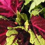 coleus, coleus leaves, coleus colorful leaves, leaf, colorful leaves, colorful, plant, tree, photo, free photo, stock photos, royalty-free image