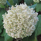 hydrangea, hydrangea flower, hydrangea photo, hydrangea picture, hydrangea image, flower, blooming flowers, blooms, plant, tree, photo, free photo, stock photos, royalty-free image