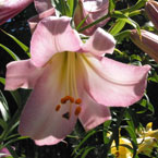 lily flower, lilium flower, easter lily, flower, blooming flowers, blooms, plant, tree, photo, free photo, stock photos, royalty-free image