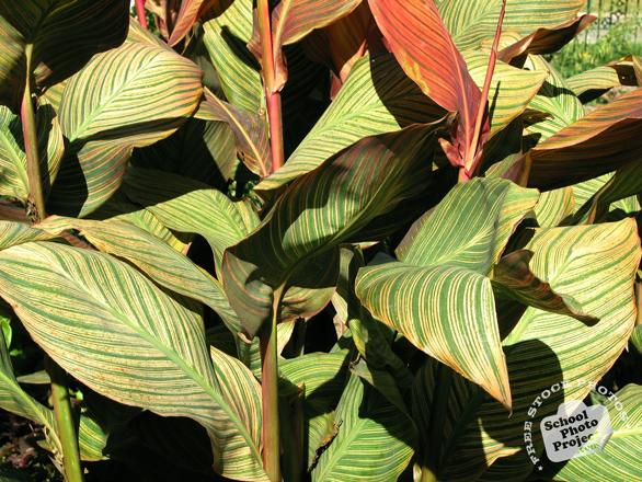 maurelii, maurelii leaves, maurelii plant, decorative plant, free stock photos, free pictures, free images download, stock photography, royalty-free image