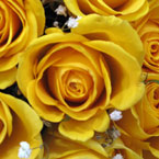 rose, yellow roses, rose photo, rose picture, flower, blooming flowers, blooms, plant, tree, photo, free photo, stock photos, royalty-free image