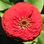 zinnia, zinnia flower, zinnia photo, zinnia picture, zinnia image, flower, blooming flowers, blooms, plant, tree, photo, free photo, stock photos, royalty-free image