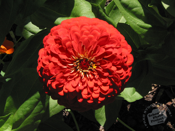 zinnia, red zinnia, zinnia flower photo, garden flower, blooming flowers, free stock photos, free pictures, free images download, stock photography, royalty-free image