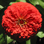 zinnia, zinnia flower, zinnia photo, zinnia picture, zinnia image, flower, blooming flowers, blooms, plant, tree, photo, free photo, stock photos, royalty-free image