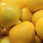 grapefruits, grapefruit photos, fruit photos, free foto, free photo, stock photos, picture, image, free images download, stock photography, stock images, royalty-free image