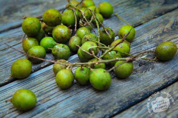 melicoccus bijugatus, quenepas, mamoncillos, ackee, gineps, kenep, Spanish limes, gineppes, free picture, stock photo, free image download, stock photography, stock image, royalty-free image