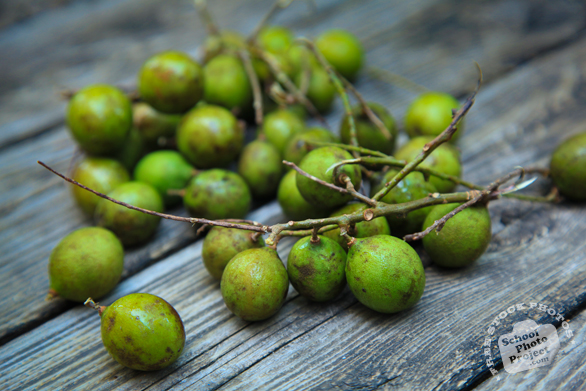 melicoccus bijugatus, quenepas, mamoncillos, ackee, gineps, kenep, Spanish limes, gineppes, picture of quenepas, free picture, free image download, stock photography, stock images, royalty-free image