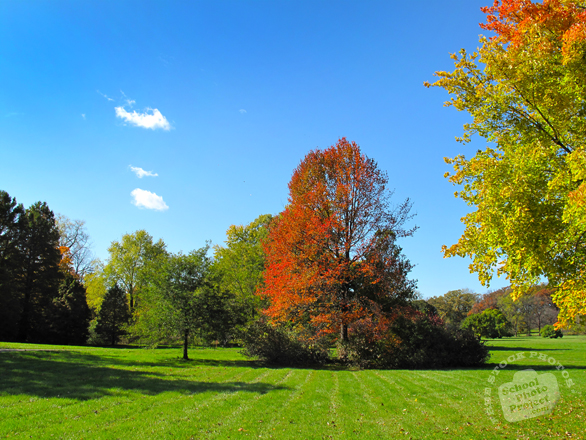 oak, maple, Canada trees, meadow, colorful autumn leaves, fall season foliage, sunny sky, panorama, nature photo, free stock photo, free picture, stock photography, royalty-free image