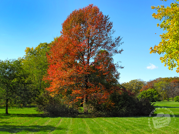 oak, maple, Canada trees, meadow, colorful autumn leaves, fall season foliage, sunny sky, panorama, nature photo, free stock photo, free picture, stock photography, royalty-free image