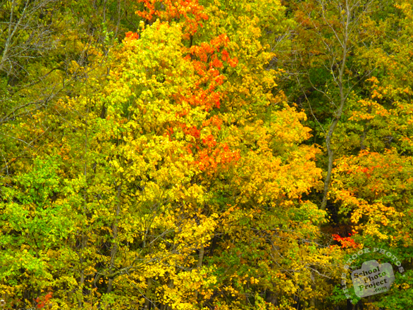 oak, maple, Canada trees, red tree, meadow, colorful autumn leaves, fall season foliage, sunny sky, panorama, nature photo, free stock photo, free picture, stock photography, royalty-free image