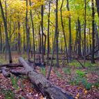 birch trees, maple, forest, dead tree trunk, tree canopy, colorful autumn leaves, fall season foliage, sunny sky, panorama, nature photo, free stock photo, free picture, stock photography, royalty-free image