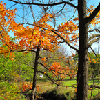 oak tree, maple, sunny sky, colorful autumn leaves, fall season foliage, panorama, nature photo, free stock photo, free picture, stock photography, royalty-free image