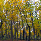 birch trees, maple, forest, tree canopy, colorful autumn leaves, fall season foliage, sunny sky, panorama, nature photo, free stock photo, free picture, stock photography, royalty-free image