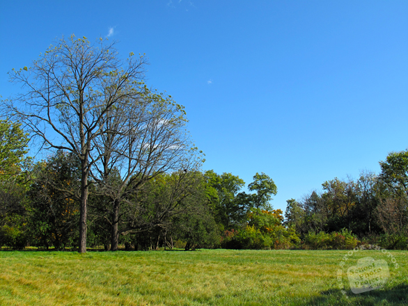 bare trees, oak, maple, meadow, grassy, sunny sky, colorful autumn leaves, fall season foliage, panorama, nature photo, free stock photo, free picture, stock photography, royalty-free image