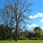bare trees, oak, maple, meadow, grassy, sunny sky, colorful autumn leaves, fall season foliage, panorama, nature photo, free stock photo, free picture, stock photography, royalty-free image