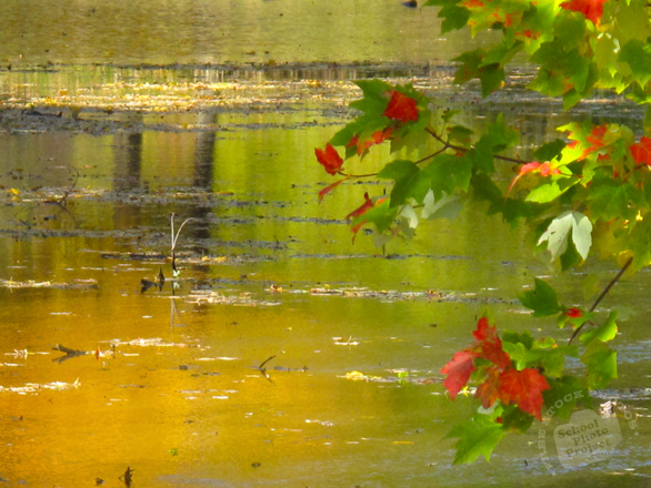 water reflection, creek, river, red maple leaves, fall season foliage, panorama, nature photo, free stock photo, free picture, stock photography, royalty-free image