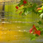 water reflection, creek, river, red maple leaves, fall season foliage, panorama, nature photo, free stock photo, free picture, stock photography, royalty-free image
