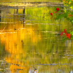water reflection, creek, river, red maple leaves, fall season foliage, panorama, nature photo, free stock photo, free picture, stock photography, royalty-free image