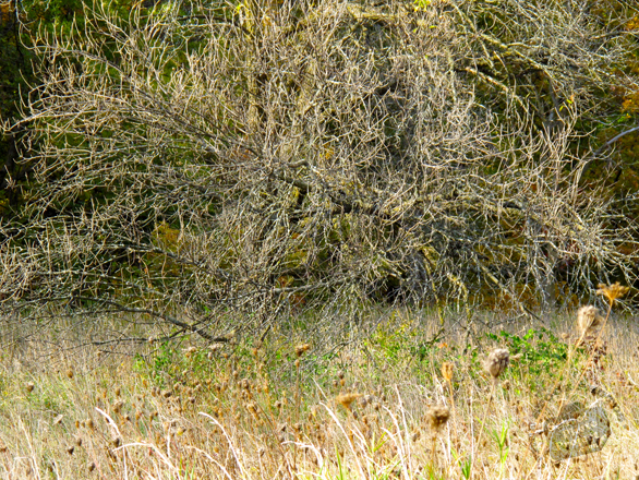 grove, thicket, shrub, brushwood, weeds, bare trees, meadow, fall season foliage, panorama, nature photo, free stock photo, free picture, stock photography, royalty-free image
