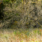 grove, thicket, scrub, underbrush, weeds, bare trees, meadow, fall season foliage, panorama, nature photo, free stock photo, free picture, stock photography, royalty-free image