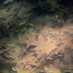 autumn leaves, dead leaf, fall season, under water, nature photo, free stock photo, free picture, stock photography, royalty-free image