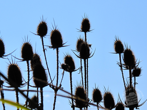 echinacea, herbal plants, dried plants, bushes, silhouette, fall season, autumn, nature photo, free stock photo, free picture, stock photography, royalty-free image