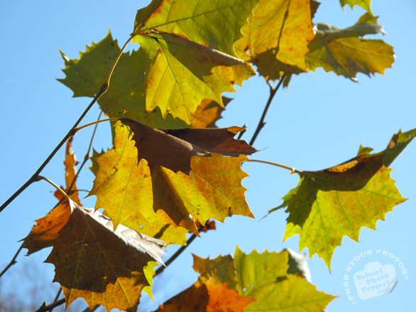 autumn leaves, fall foliage, red yellow leaves, maple leaves, fall season, nature photo, free stock photo, free picture, stock photography, royalty-free image