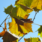 autumn leaves, fall foliage, red yellow leaves, maple leaves, fall season, nature photo, free stock photo, free picture, stock photography, royalty-free image