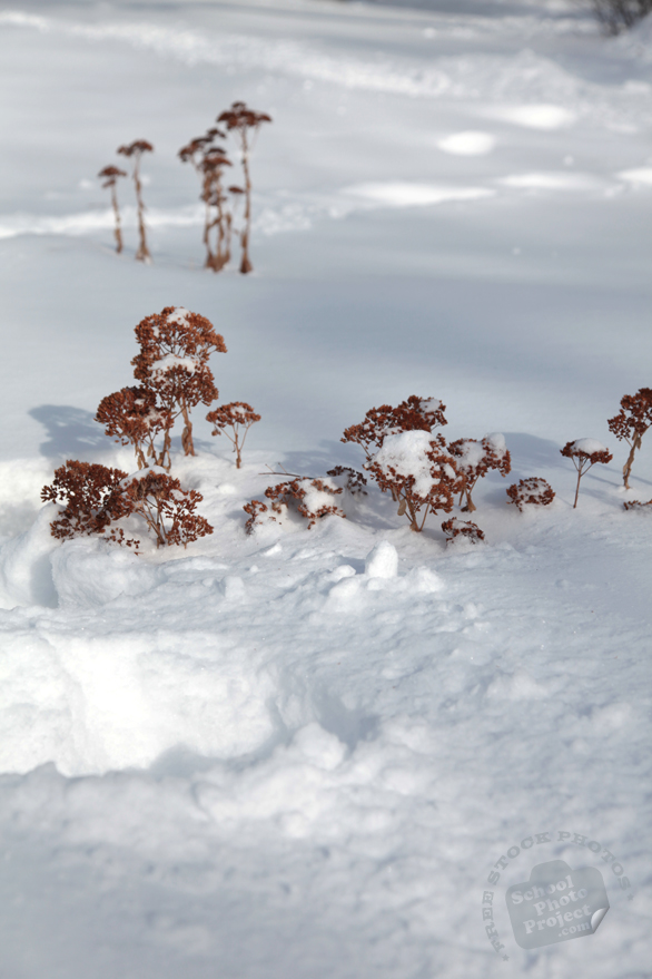 dead plants, blizzard, snowstorm, snow pile, winter season, nature photo, free stock photo, free picture, stock photography, royalty-free image