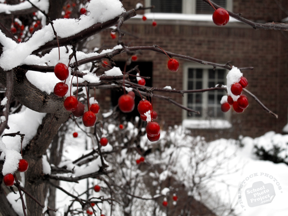 icy berries, red berry, cherry tree, snow pile, blizzard, snowstorm, winter season, nature photo, free stock photo, free picture, stock photography, royalty-free image
