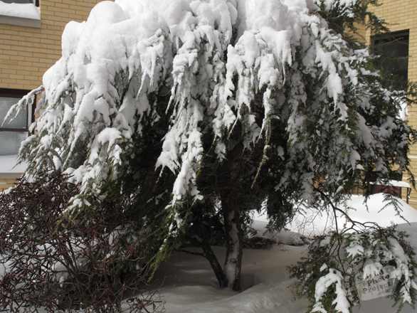 snow covered tree, white tree, blizzard, snowstorm, winter season, nature photo, free stock photo, free picture, stock photography, royalty-free image