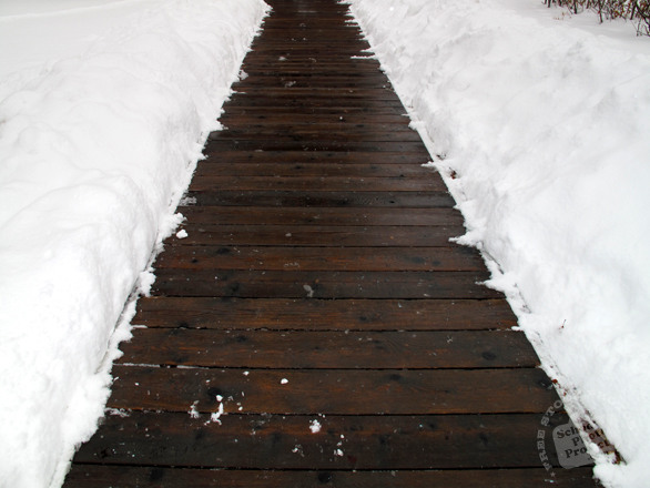 snow, thick snow, path, walkway, wood planks, blizzard, snowstorm, winter season, nature photo, free stock photo, free picture, stock photography, royalty-free image