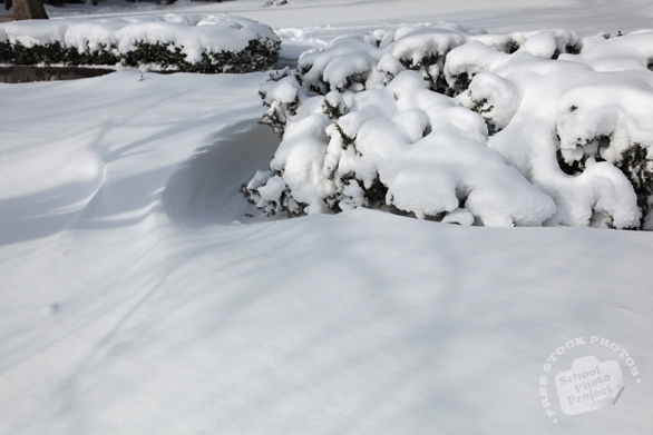 thick snow, holly tree, blizzard, snowstorm, winter season, nature photo, free stock photo, free picture, stock photography, royalty-free image