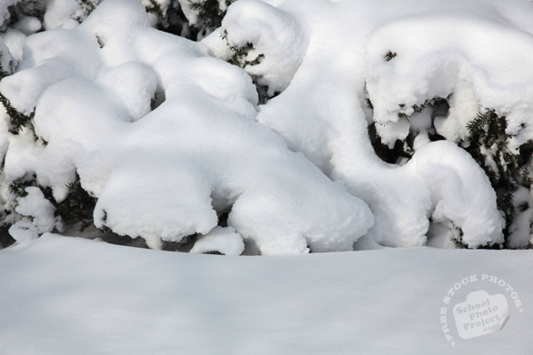 thick snow, holly tree, blizzard, snowstorm, winter season, nature photo, free stock photo, free picture, stock photography, royalty-free image