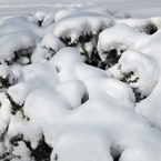 thick snow, holly tree, blizzard, snowstorm, winter season, nature photo, free stock photo, free picture, stock photography, royalty-free image