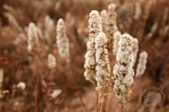 wild bushes, wild flowers, dried plants, fall season, autumn, prairie, cattails, typha, nature photo, free stock photo, free picture, stock photography, royalty-free image