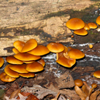 mushrooms, wild mushroom, forest, dead tree bark, habitat, nature photo, free stock photo, free picture, stock photography, royalty-free image