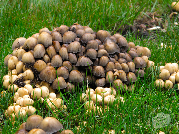 mushrooms, wild mushroom, fungus, fungi, grass, wet, habitat, nature photo, free stock photo, free picture, stock photography, royalty-free image