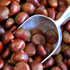 nut, nuts, hazelnuts, hazelnut photo, nuts picture, free photo, free download, stock photos, royalty-free image