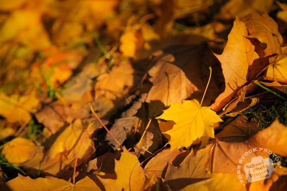 fall leaves, yellow leaves, fall foliage, autumn, season's greeting, seasonal picture, holidays celebration, free stock photo, free picture, stock photography, royalty-free image