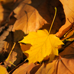 fall leaves, yellow leaves, fall foliage, autumn, season's greeting, seasonal picture, holidays celebration, free stock photo, free picture, stock photography, royalty-free image
