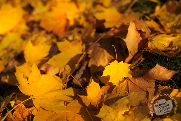 fall leaves, yellow leaves, fall foliage, autumn, season's greeting, seasonal picture, holidays celebration, free stock photo, free picture, stock photography, royalty-free image
