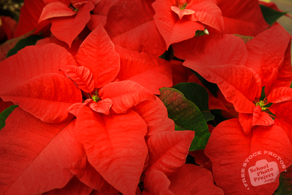 poinsettia, Christmas decoration, Christmas ornaments, Xmas celebration, religious holiday, seasonal picture, holidays celebration, free stock photo, free picture, stock photography, royalty-free image