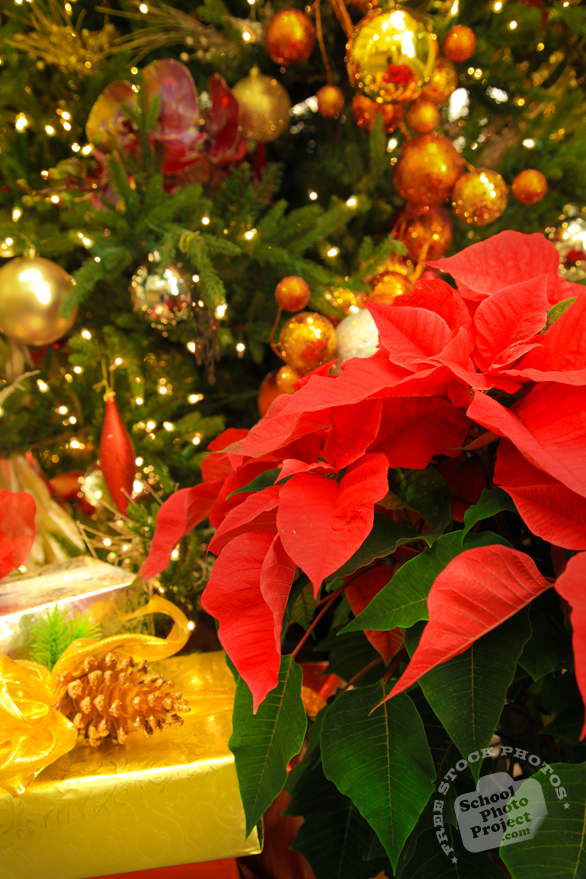 poinsettia, Christmas tree, Christmas decoration, Christmas presents, Xmas celebration, bauble, religious holiday, seasonal picture, holidays celebration, free stock photo, free picture, stock photography, royalty-free image