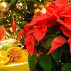 poinsettia, Christmas tree, Christmas decoration, Christmas presents, Xmas celebration, bauble, religious holiday, seasonal picture, holidays celebration, free stock photo, free picture, stock photography, royalty-free image