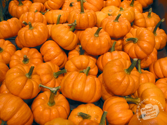 pumpkin, gourds, pumpkin patch, Halloween pumpkin, Halloween celebration, seasonal picture, holidays celebration, free stock photo, free picture, stock photography, royalty-free image