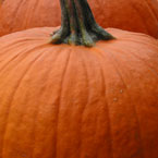 pumpkin, gourds, giant pumpkin, pumpkin patch, Halloween pumpkin, Halloween celebration, seasonal picture, holidays celebration, free stock photo, free picture, stock photography, royalty-free image